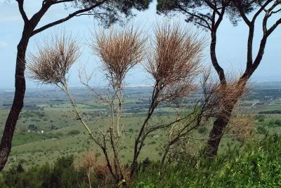 Apuglia jigsaw puzzle