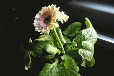 gerbera
