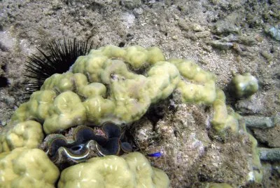Corail et bÃ©nitier Ã  Sakouli
