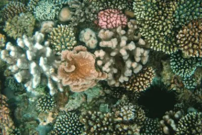 DiffÃ©rentes variÃ©tÃ©s de corail