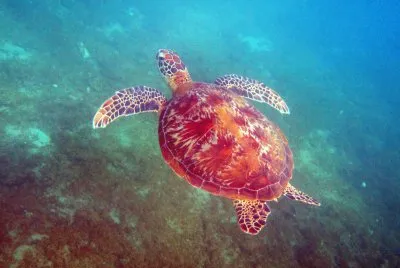 Tortue 001 Ã  Sohoa
