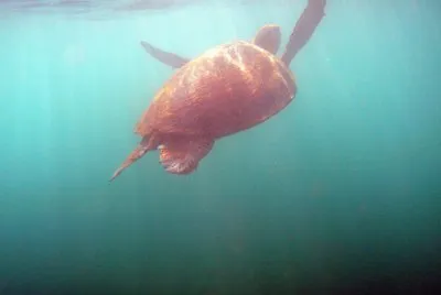 Tortue 003 Ã  Sohoa