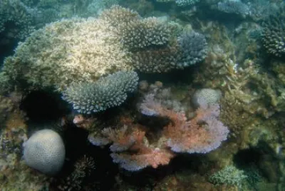 Pousse du corail Ã  Sakouli