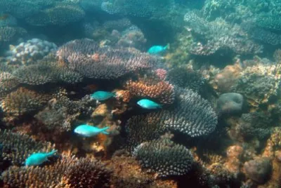 Poissons bleus Ã  Sakouli