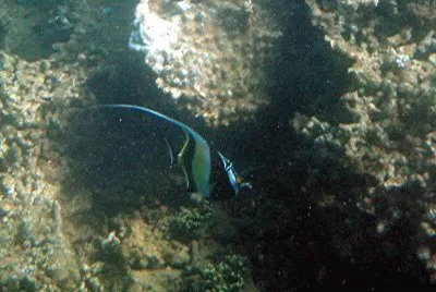 Poisson cocher Ã  Sakouli