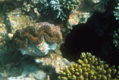 BÃ©nitier Ã  Sakouli