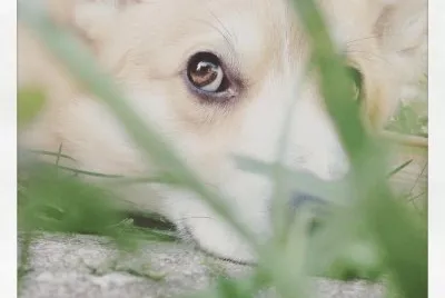 Indy corgi