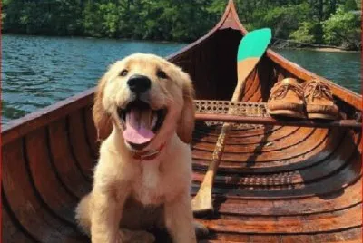PERRO BALSERO