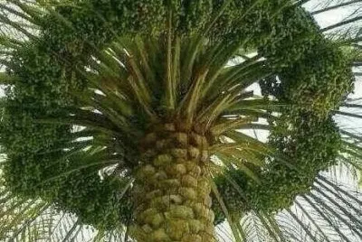 FaraÃ³n