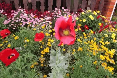 Papola e Flores diversas