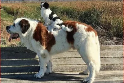 PERRO JINETE