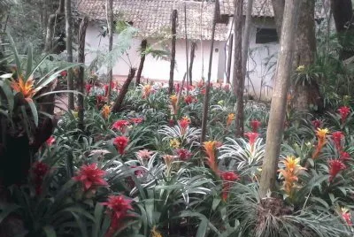 פאזל של orquidiario-Parque Nacional  IguazÃº