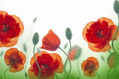 פאזל של c7c7c7c7c