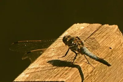 פאזל של libelle
