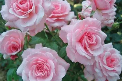 פאזל של (175) Rosas