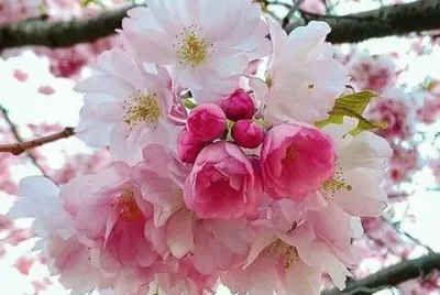 פאזל של (176) Flores de Cerejeira