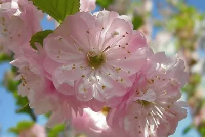 פאזל של (177) Flores