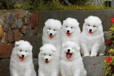פאזל של (178) Cachorrinhos