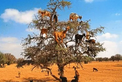 פאזל של el arbol  de  las  cabras