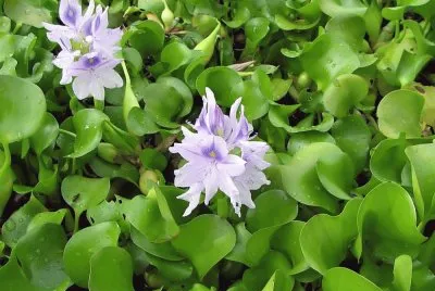 פאזל של camalotes