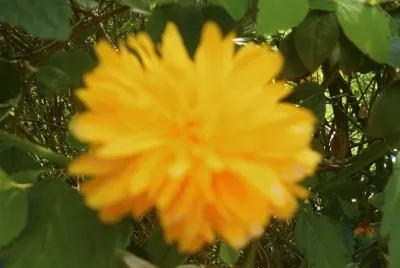 פאזל של monyette