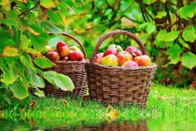 cesto de manzanas