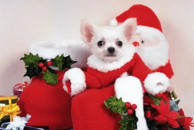 פאזל של Adorable Christmas Puppy