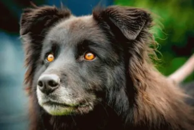 perro ojos bonitos jigsaw puzzle