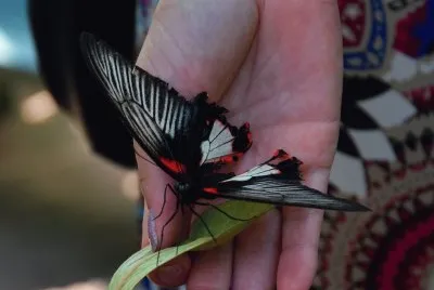 schmetterling