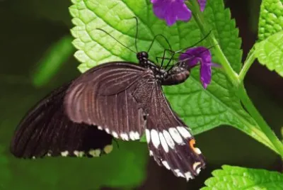 פאזל של papillonrama