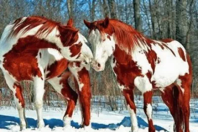 פאזל של chevaux