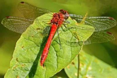 פאזל של libelle