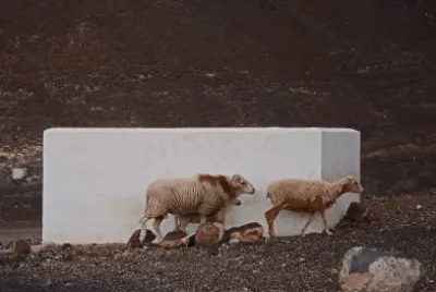 פאזל של Fuerte Ventura