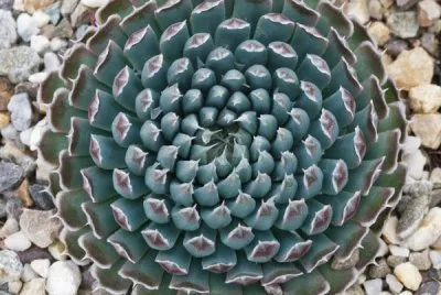 planta geomÃ©trica