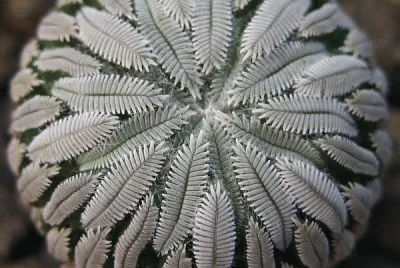 פאזל של planta simÃ©trica