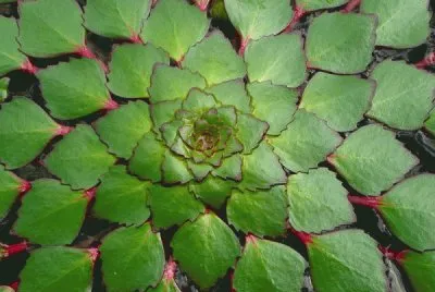 planta geomÃ©trica