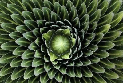planta
