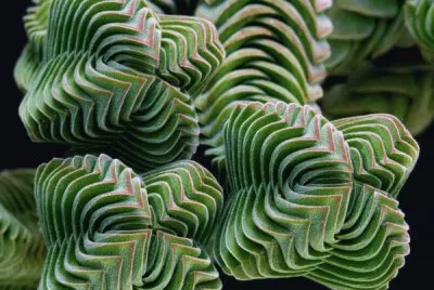 פאזל של planta geomÃ©trica