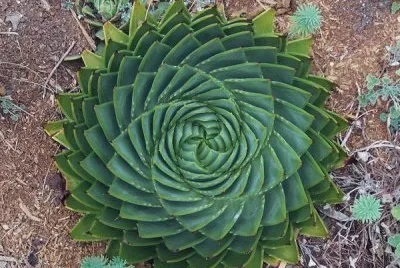 planta caracol
