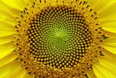 girasol