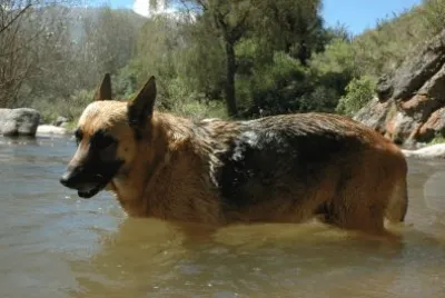 פאזל של Triana