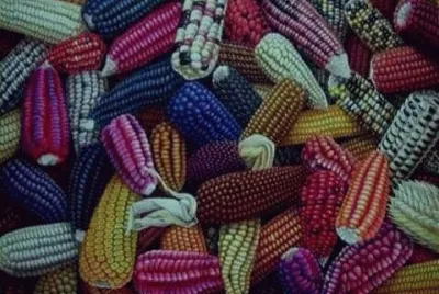 masorcas