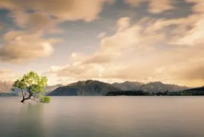El Arbol Solitario