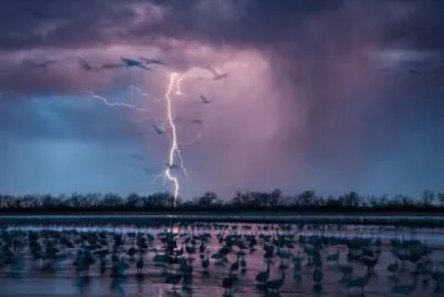 פאזל של Grullas en Nebraska