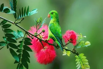 פאזל של pajaro