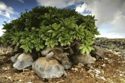 פאזל של Tortugas protegiÃ©ndose del Sol