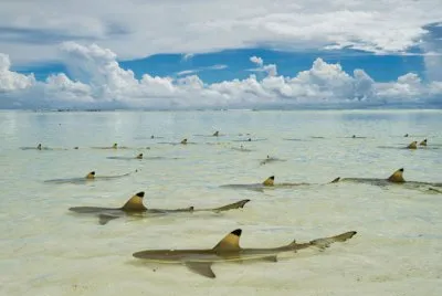 Tiburones en las islas Seychelles