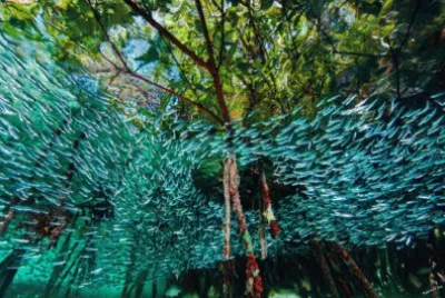 פאזל של Sardinas, Arrecifes de Coral, Cuba