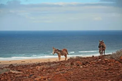 פאזל של Fuerte Ventura