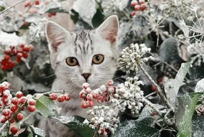 פאזל של (188) Gatinho